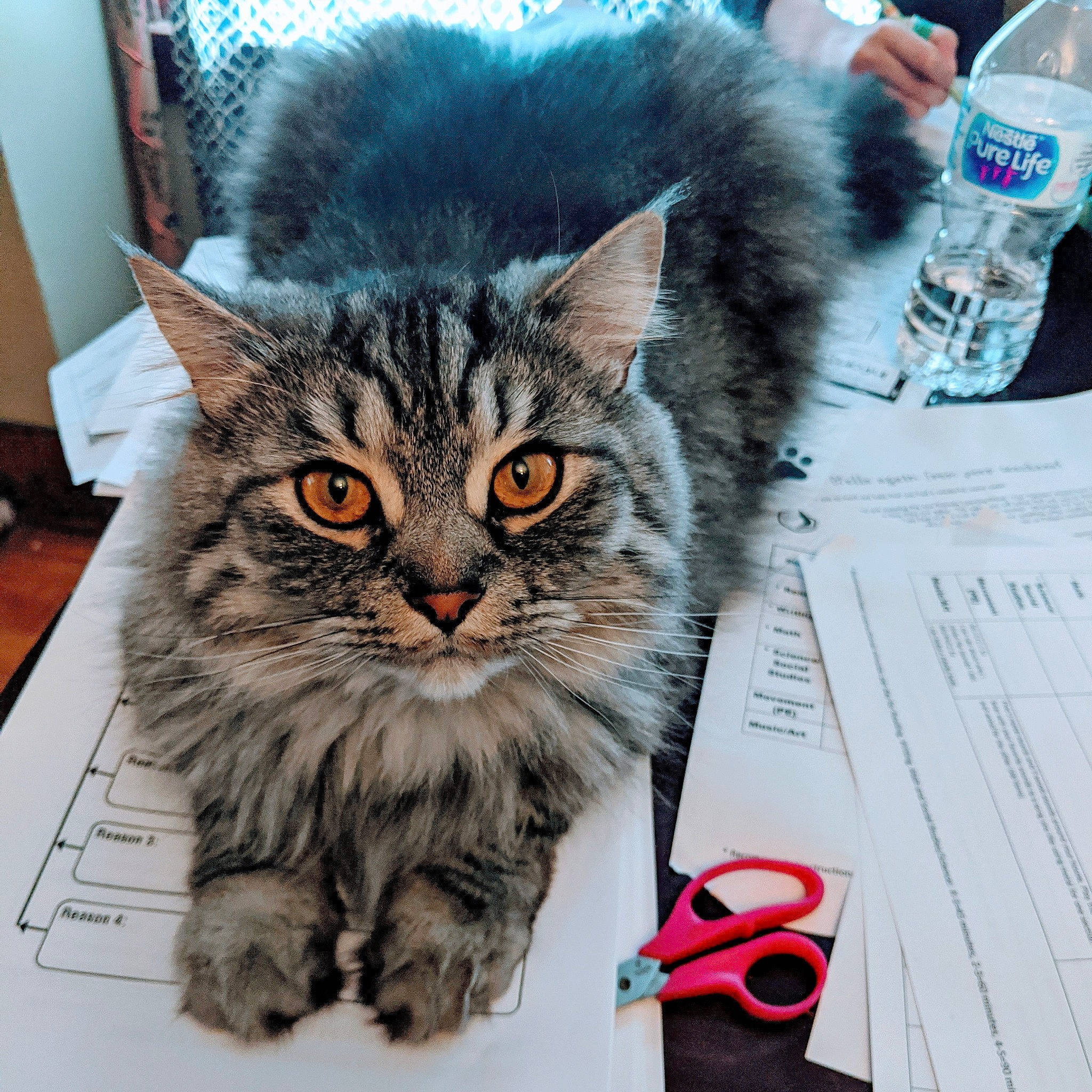 Leo is registered to the contest to win money with this photo: american_shorthair, asian, british_semi_longhair, carnivore, cat, domestic_short_haired_cat, dragon_li, european_shorthair, felidae, fur, kitten, maine_coon, mammal, norwegian_forest_cat, pixie_bob, siberian, small_to_medium_sized_cats, tabby_cat, whiskers, wild_cat