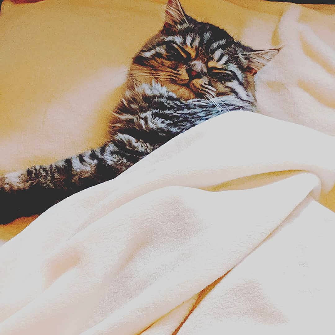 Leo is registered to the contest to win money with this photo: american_shorthair, asian, bed_sheet, carnivore, cat, domestic_short_haired_cat, dragon_li, european_shorthair, felidae, fur, kitten, linens, small_to_medium_sized_cats, tabby_cat, tail, textile, whiskers