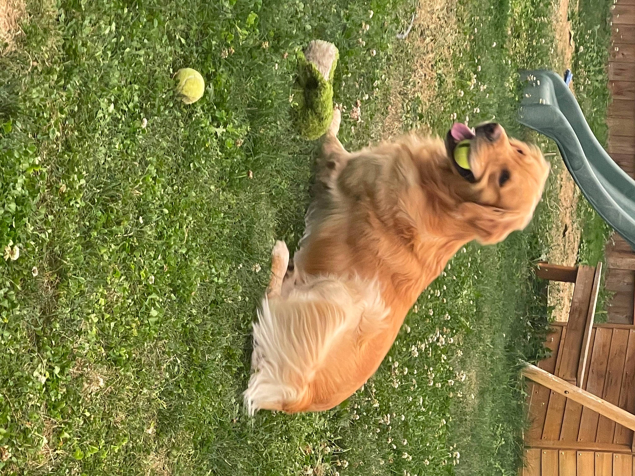 Bailey is registered to the contest to win money with this photo: bat, carnivore, companion_dog, dog, dog_breed, fawn, felidae, grass, grass_family, groundcover, lawn, liver, plant, small_to_medium_sized_cats, tail, terrestrial_animal, tree, trunk, wood, working_animal