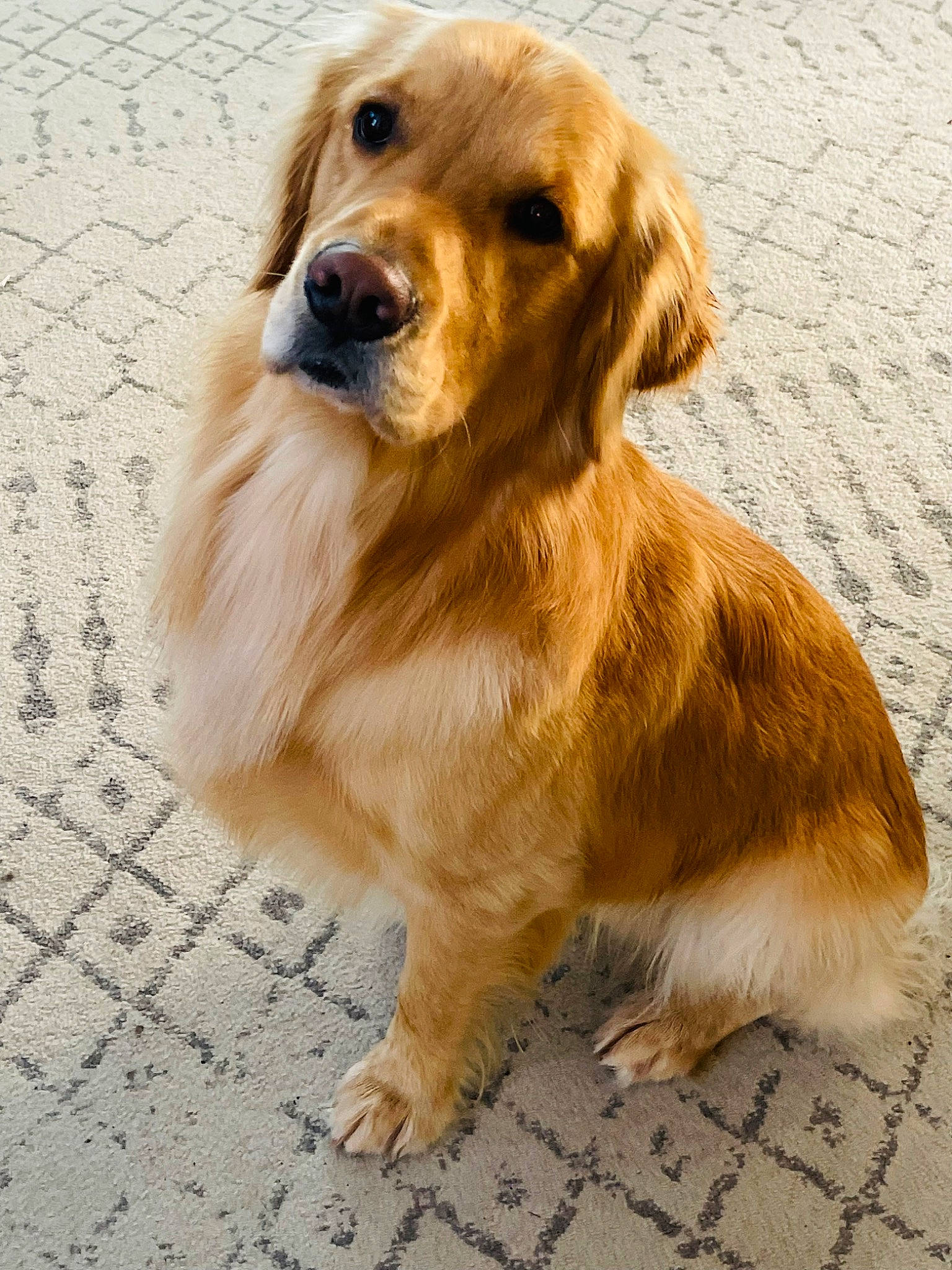 Bailey is registered to the contest to win money with this photo: ancient_dog_breeds, canidae, carnivore, companion_dog, dog, dog_breed, fawn, flooring, fur, gun_dog, paw, plant, retriever, sporting_group, terrestrial_animal, whiskers, wood, working_animal, working_dog