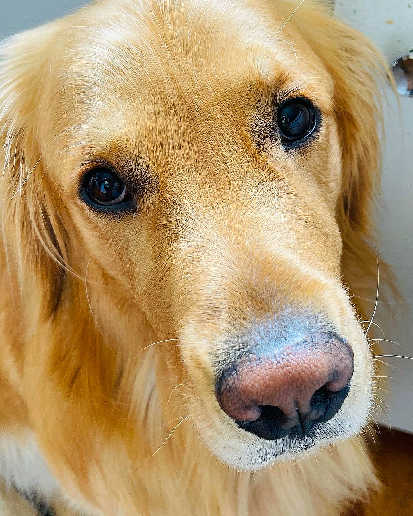 Bailey joined the competition — help win amazing prizes! canidae, carnivore, close_up, companion_dog, dog, dog_breed, eye, fawn, fur, golden_retriever, gun_dog, liver, natural_material, retriever, snout, sporting_group, terrestrial_animal, whiskers, working_animal, working_dog