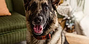 Loki is registered to the contest to win money with this photo: animal, black, brown, carpet, collar, couch, decor, dog, ears_up, fireplace, fur, furniture, german_shepherd, happy, houseplant, indoor, living_room, pet, portrait, tongue_out