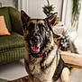 animal, black, brown, carpet, collar, couch, decor, dog, ears_up, fireplace, fur, furniture, german_shepherd, happy, houseplant, indoor, living_room, pet, portrait, tongue_out