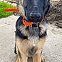 Loki is registered to the contest to win money with this photo: alert, animal, backyard, canine, concrete, curious, dog, ears, eyes, fur, garden, german_shepherd, grass, orange_collar, outdoor, pet, puppy, sitting, soil, young_dog