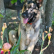 Loki joined the competition — help win amazing prizes! animal, background, canine, dog, ears, flower, fur, garden, german_shepherd, greenery, happy, leaf, nature, outdoor, panting, pet, standing, sunlight, tongue, tree
