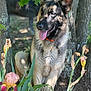 animal, background, canine, dog, ears, flower, fur, garden, german_shepherd, greenery, happy, leaf, nature, outdoor, panting, pet, standing, sunlight, tongue, tree