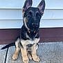Loki joined the competition — help win amazing prizes! adorable, animal, background, black, brown, collar, concrete, curious, dog, ears, fur, german_shepherd, outdoor, pet, porch, puppy, side_view, sitting, white, young