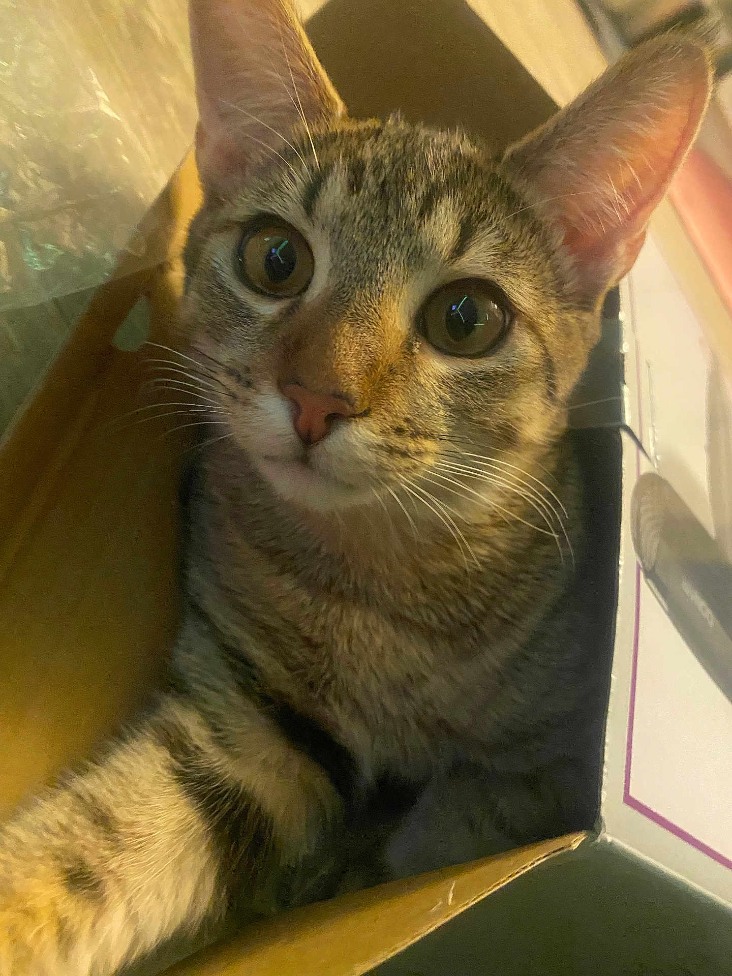 Pipsqueak is registered to the contest to win money with this photo: cat, tabby, animal, pet, whiskers, box, curious, indoor, closeup, feline, ears, nose, paws, fur, cute, young, domestic, looking, playful, home