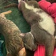 Pipsqueak joined the competition — help win amazing prizes! cat, feline, pet, sleeping, resting, cozy, blanket, fur, whiskers, pink_jacket, gray_cat, tabby_cat, domestic_cat, indoor, relaxation, closeup, animal, multiple_cats, soft, comfort