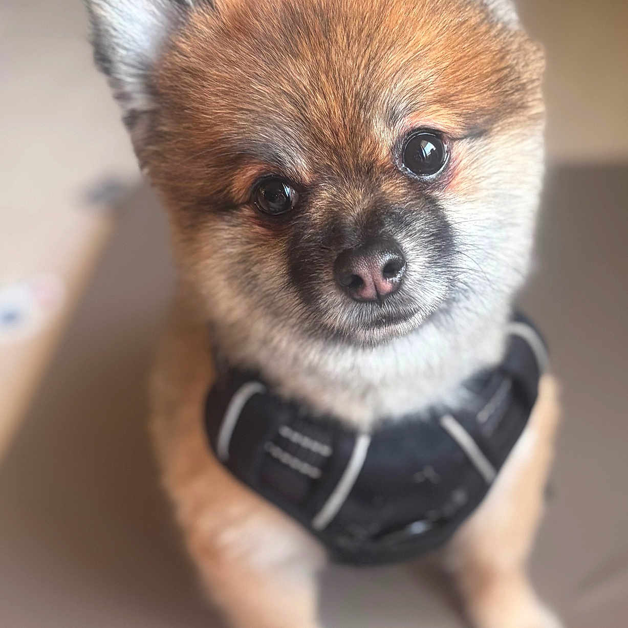Rio participe au concours pour gagner de l'argent avec cette photo : dog, puppy, fluffy, cute, pet, canine, harness, indoor, sitting, brown_fur, black_nose, big_eyes, close_up, portrait, animal, adorable, soft_focus, domestic, companion, friendly