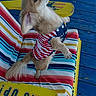 blue_deck, canine, chair, colorful, curious, dog, domestic_animal, furniture, outdoor, patriotic_shirt, pet, side_view, small_dog, standing, stars_and_stripes, striped_chair, summer, welcome_mat, wooden_floor, yellow_sign