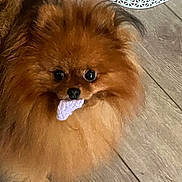 Jay joined the competition — help win amazing prizes! animal, brown, canine, companion, curious, cute, dog, domestic_animal, floor, fluffy, fur, indoor, looking, mouth, pet, pet_indoor, pomeranian, small_dog, toy, wooden_floor