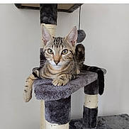 Albus participe au concours pour gagner de l'argent avec cette photo : cat, kitten, tabby, cat_tree, pet, animal, feline, indoor, fur, whiskers, ears, paws, relaxed, cute, young_cat, domestic_cat, playful, gray, striped, resting