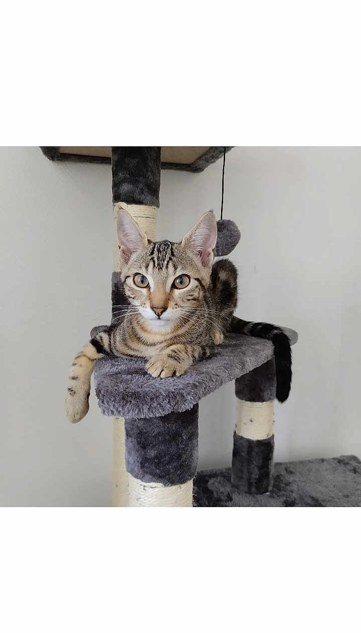 Albus participe au concours pour gagner de l'argent avec cette photo : cat, kitten, tabby, cat_tree, pet, animal, feline, indoor, fur, whiskers, ears, paws, relaxed, cute, young_cat, domestic_cat, playful, gray, striped, resting
