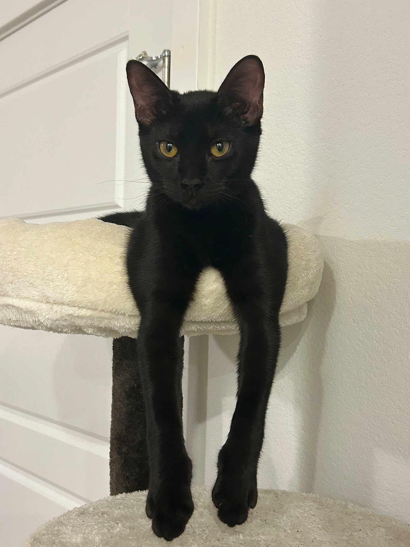 Rook joined the competition — help win amazing prizes! black_cat, cat, cat_tree, indoor, pet, feline, animal, relaxed, curious, ears, whiskers, yellow_eyes, paws, fur, house, door, wall, resting, portrait, domestic_cat