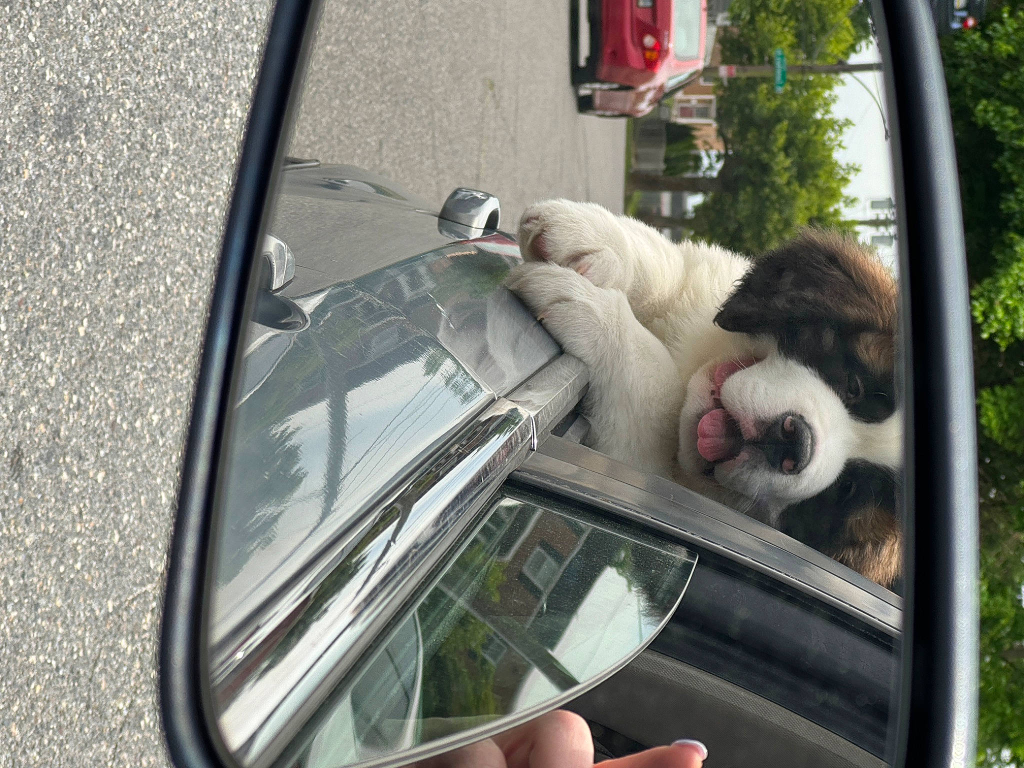 Duke joined the competition — help win amazing prizes! auto_part, automotive_design, automotive_exterior, automotive_lighting, automotive_mirror, automotive_side_view_mirror, car, carnivore, dog, door, glass, hood, mirror, mode_of_transport, motor_vehicle, plant, rear_view_mirror, vehicle, vehicle_door, windscreen_wiper