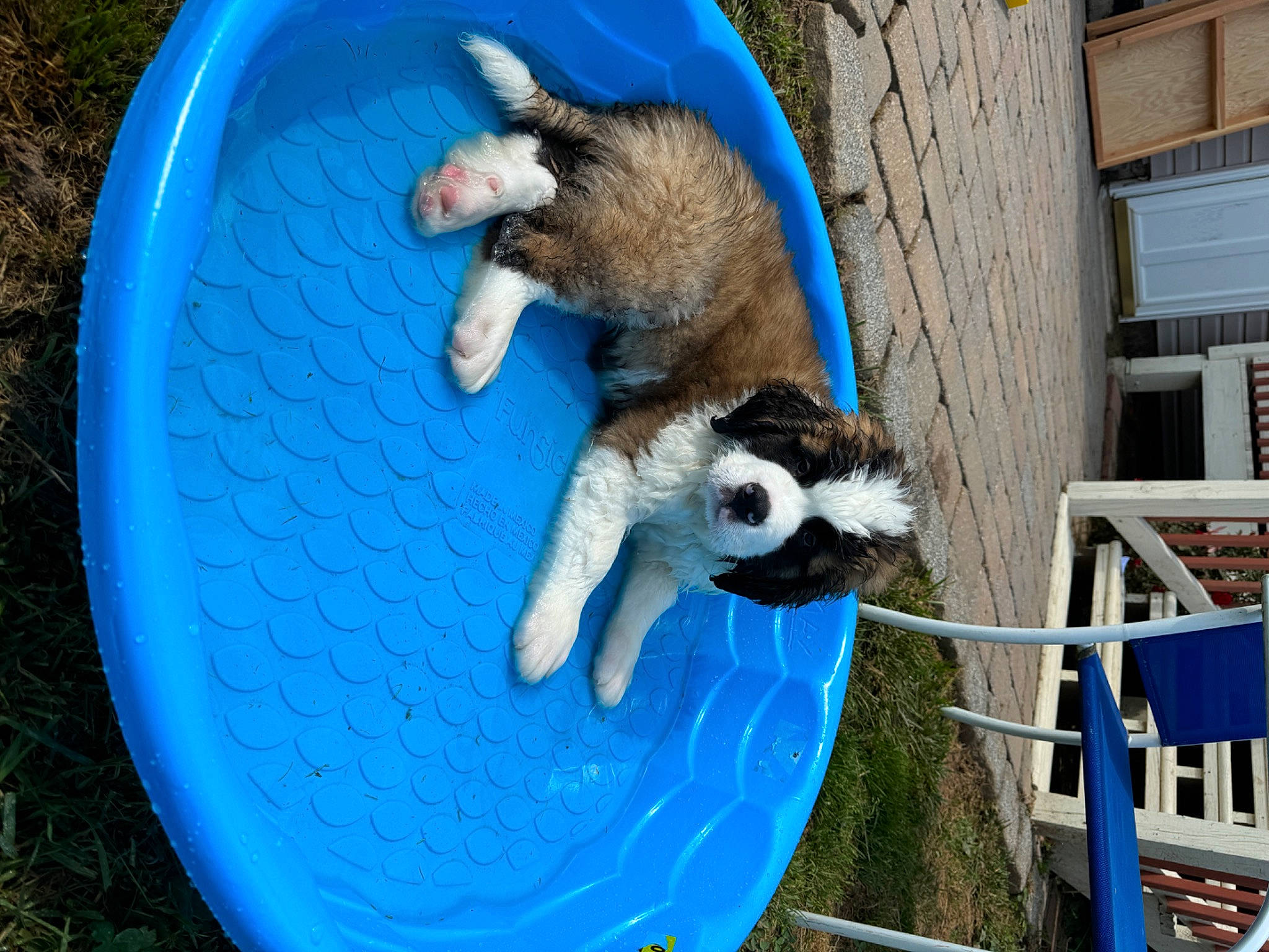 Duke is registered to the contest to win money with this photo: animal_shelter, blue, cage, comfort, dog_breed, electric_blue, fawn, fun, fur, grass, leisure, livestock, mammal, pet_supply, recreation, snout, tail, terrestrial_animal, wildlife, window