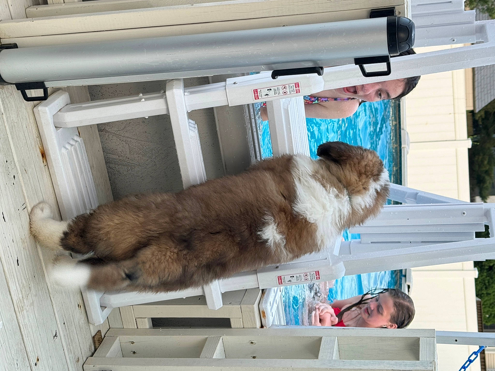 Duke joined the competition — help win amazing prizes! animal_shelter, automotive_exterior, canidae, carnivore, companion_dog, dog_breed, fawn, felidae, fur, gas, small_to_medium_sized_cats, sporting_group, tail, vertebrate, wood, working_animal