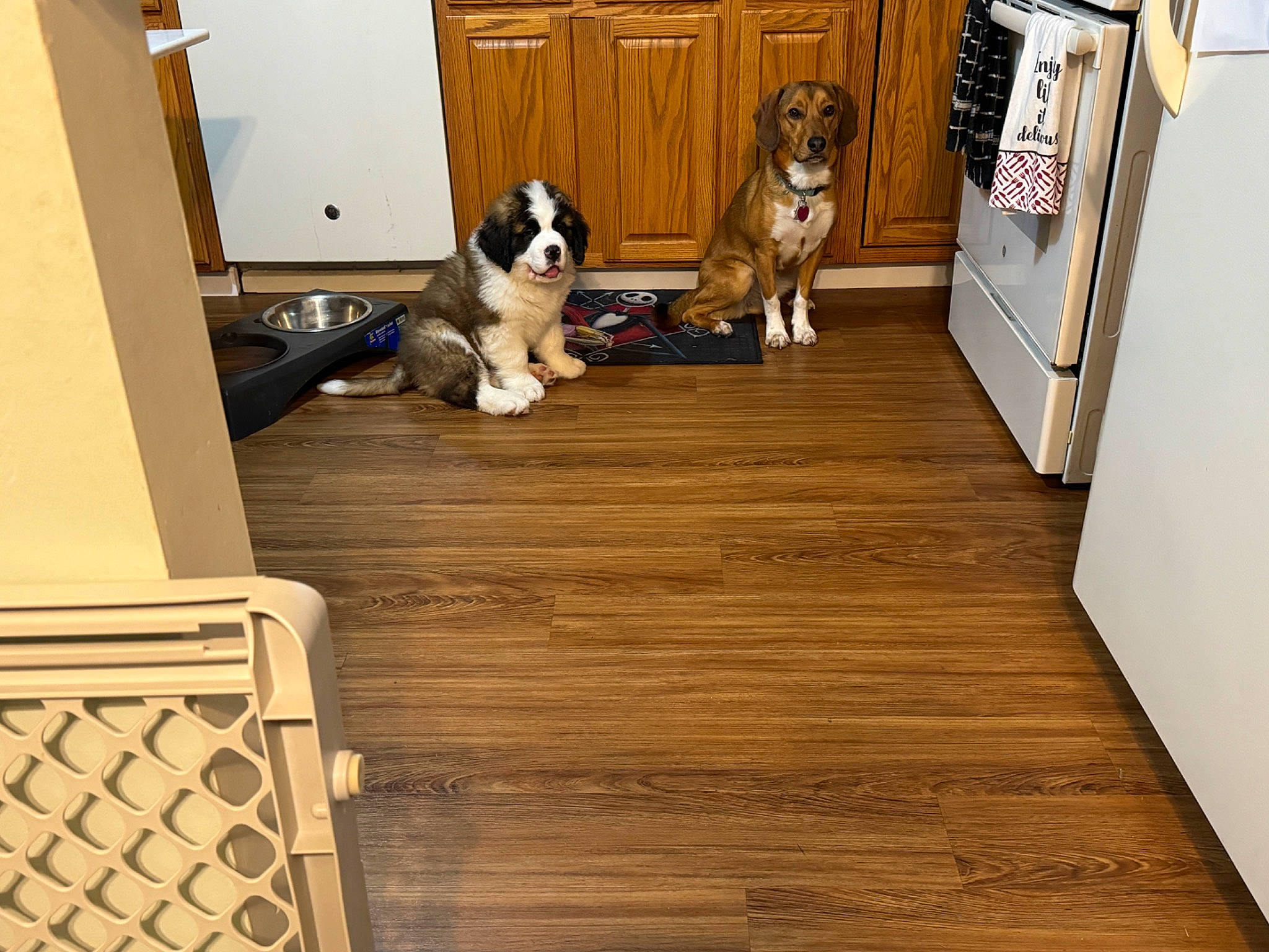Duke is registered to the contest to win money with this photo: building, carnivore, companion_dog, dog, dog_breed, door, floor, flooring, hardwood, house, laminate_flooring, pattern, plank, plywood, porch, room, varnish, wood, wood_flooring, wood_stain