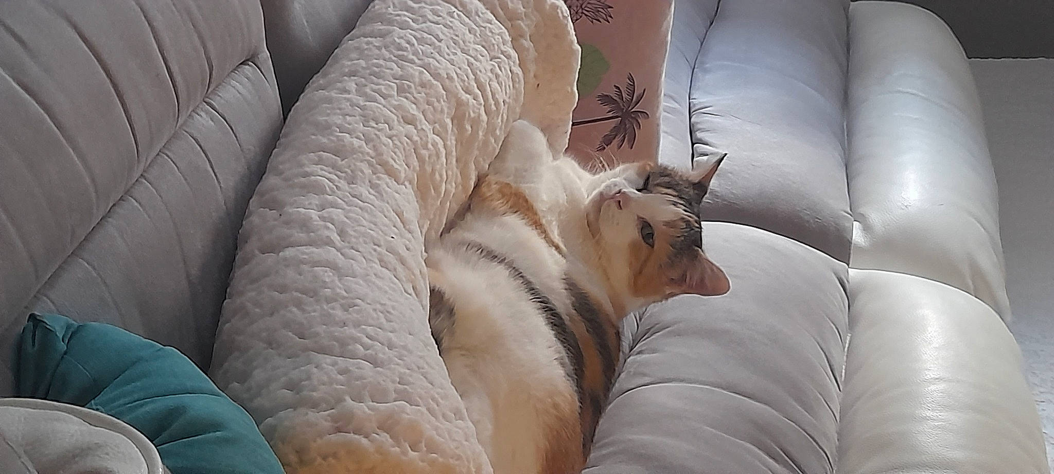 Louna participe au concours pour gagner de l'argent avec cette photo : bed_sheet, bedding, carnivore, cat, comfort, companion_dog, couch, fawn, felidae, fur, human_leg, linens, paw, pillow, small_to_medium_sized_cats, tail, terrestrial_animal, throw_pillow, whiskers, wood