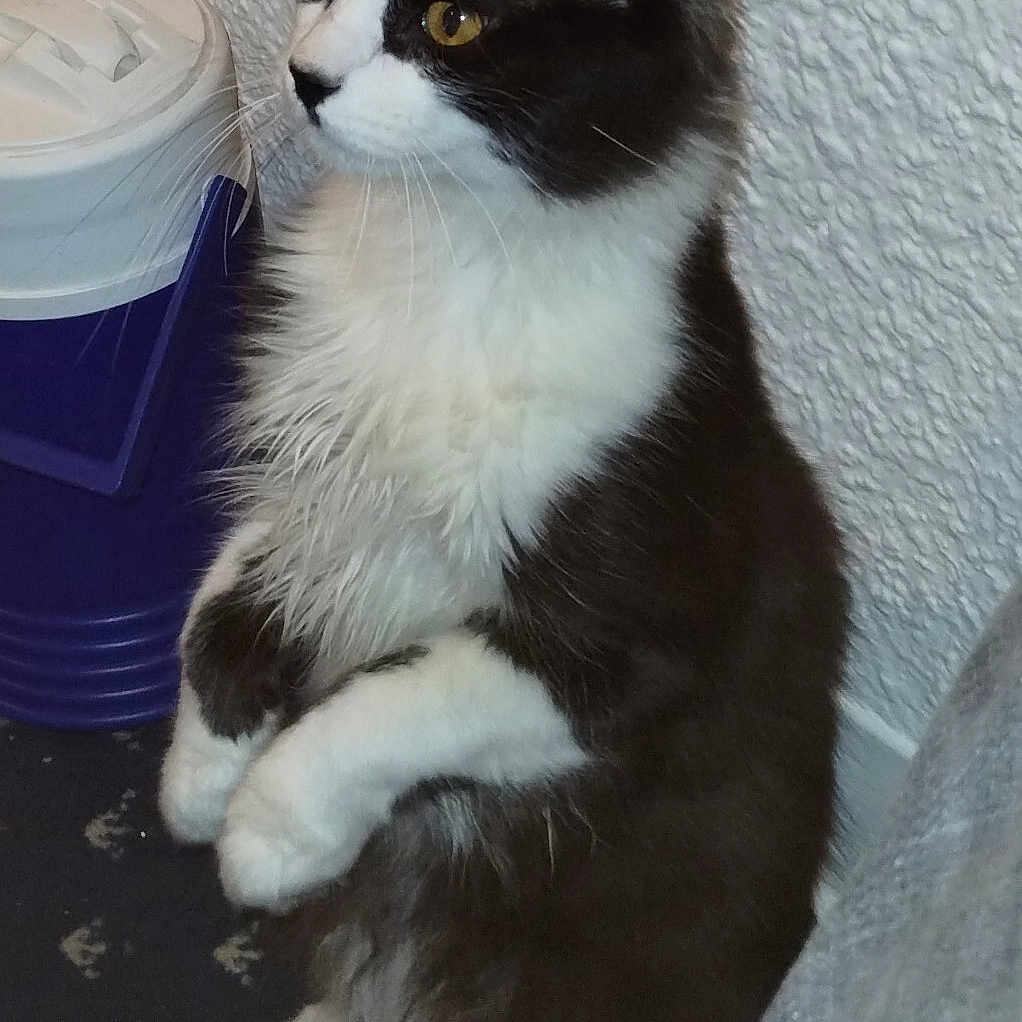 Thomas Wayne joined the competition — help win amazing prizes! abyssinian, accessories, angora, animal, bucket, canine, cat, cup, dog, furniture, husky, indoors, kitten, manx, person, pet, plant, pottedplant, slate, sleeping