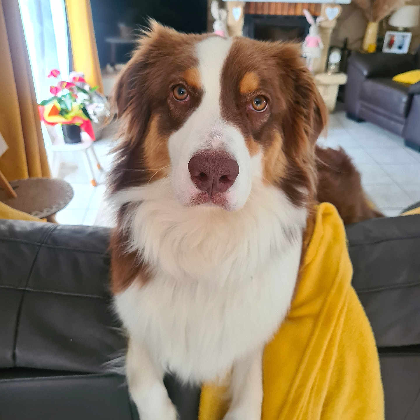Luna participe au concours pour gagner de l'argent avec cette photo : animal, blanket, brown_and_white, couch, curtains, decorations, dog, ears, eyes, face, fireplace, flowers, fluffy, furniture, indoors, living_room, pet, portrait, window, yellow