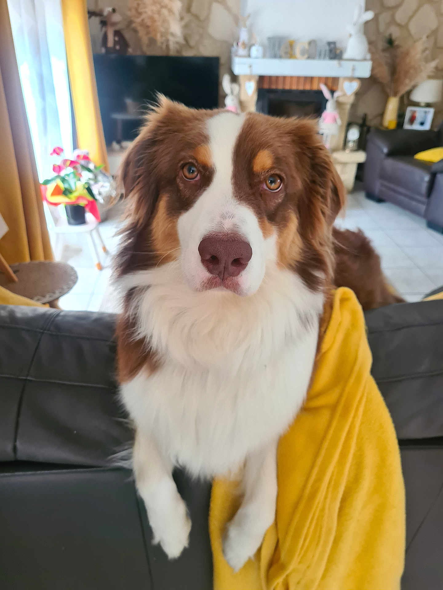 Luna participe au concours pour gagner de l'argent avec cette photo : dog, brown_and_white, fluffy, pet, living_room, couch, blanket, yellow, fireplace, decorations, flowers, window, curtains, furniture, indoors, portrait, animal, face, ears, eyes