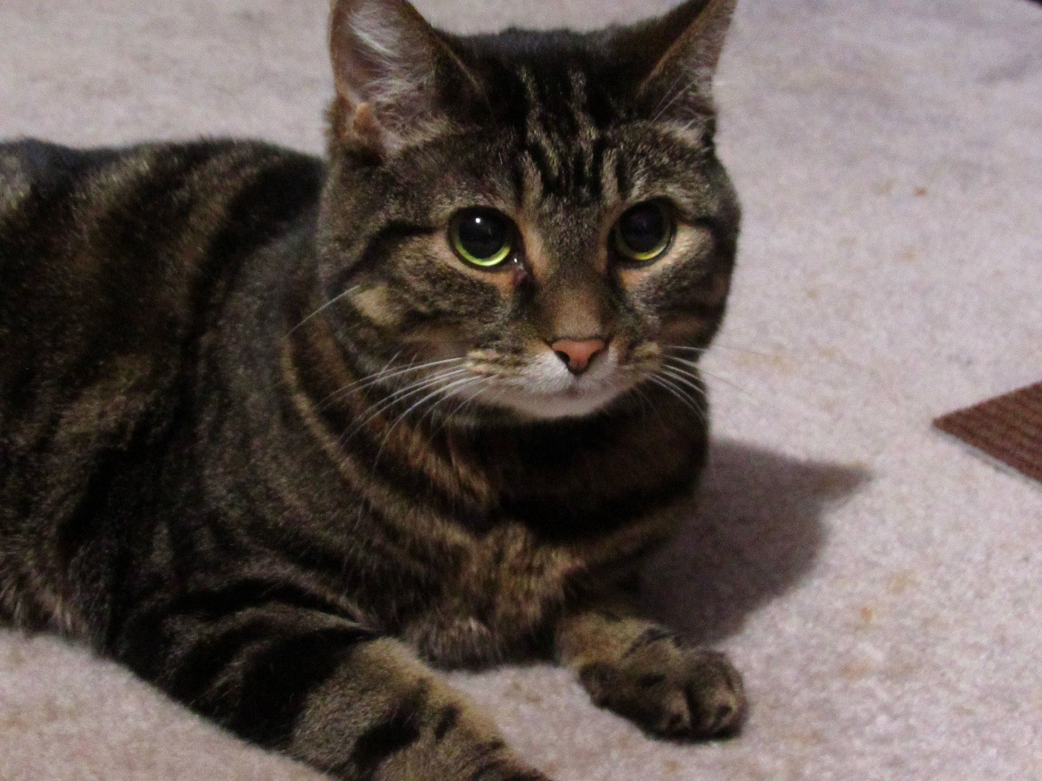 Corabell joined the competition — help win amazing prizes! aegean_cat, american_shorthair, american_wirehair, asian, australian_mist, california_spangled, carnivore, cat, domestic_short_haired_cat, dragon_li, european_shorthair, eye, felidae, mammal, pixie_bob, small_to_medium_sized_cats, snout, tabby_cat, vertebrate, whiskers