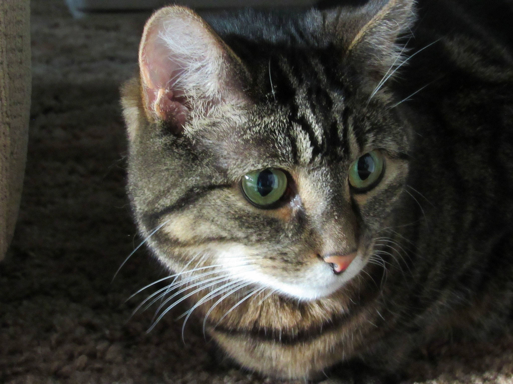 Corabell joined the competition — help win amazing prizes! aegean_cat, american_shorthair, american_wirehair, asian, carnivore, cat, close_up, domestic_short_haired_cat, dragon_li, european_shorthair, eye, felidae, mammal, nose, small_to_medium_sized_cats, snout, tabby_cat, vertebrate, whiskers, wild_cat