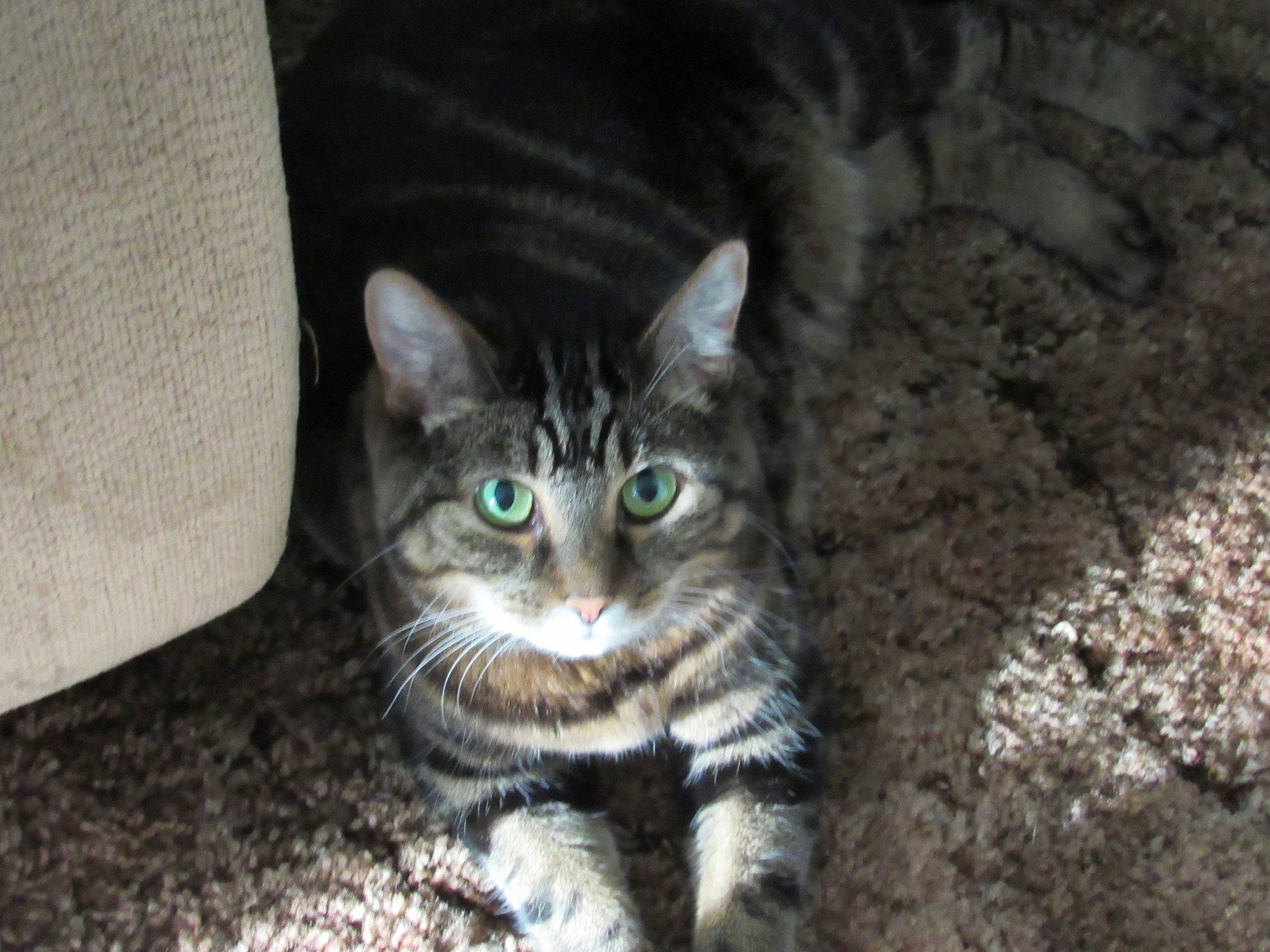 Corabell is registered to the contest to win money with this photo: aegean_cat, american_shorthair, american_wirehair, asian, carnivore, cat, domestic_short_haired_cat, dragon_li, european_shorthair, eye, felidae, kitten, mammal, ojos_azules, pixie_bob, small_to_medium_sized_cats, snout, tabby_cat, vertebrate, whiskers