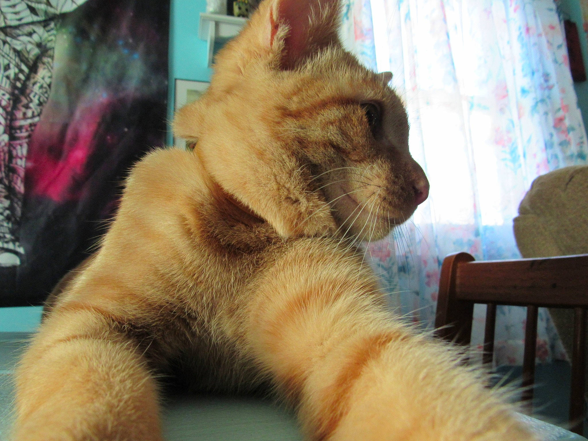 Ben is registered to the contest to win money with this photo: asian, carnivore, cat, claw, domestic_short_haired_cat, fawn, felidae, fur, german_rex, kitten, mammal, ojos_azules, paw, polydactyl_cat, small_to_medium_sized_cats, snapshot, snout, tabby_cat, tail, whiskers