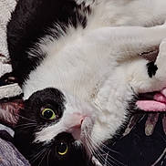 Misaki joined the competition — help win amazing prizes! cat, black_and_white, green_eyes, lying_down, bed, blanket, cozy, indoor, pet, feline, whiskers, fur, relaxed, close_up, soft_texture, domestic_cat, resting, cute, curious, animal