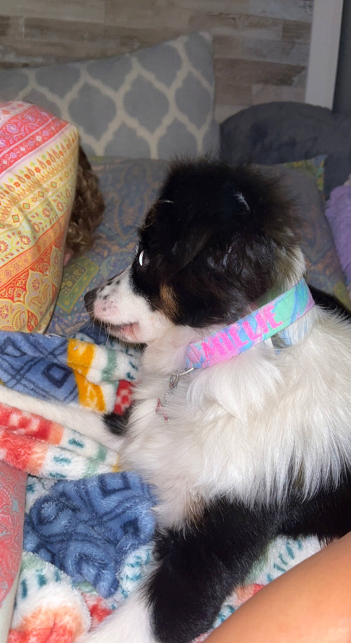 Millie is registered to the contest to win money with this photo: canidae, carnivore, collar, comfort, companion_dog, couch, dog, dog_breed, dog_collar, dog_supply, fur, liver, pattern, plaid, sporting_group, tail, tartan, toy_dog, working_animal, working_dog