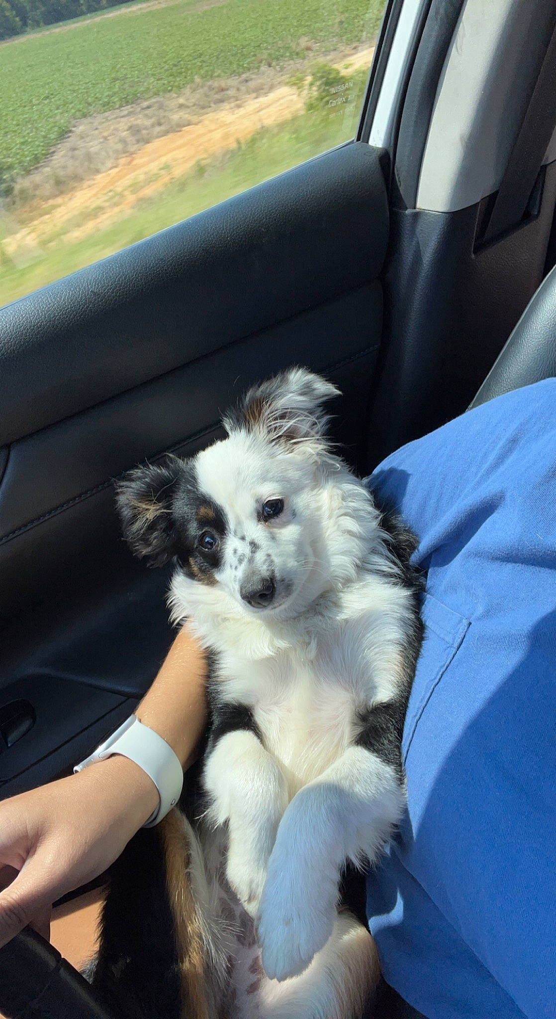 Millie joined the competition — help win amazing prizes! automotive_exterior, canidae, car, car_seat, carnivore, companion_dog, dog, dog_breed, family_car, fawn, fur, hood, motor_vehicle, snout, sporting_group, toy_dog, vehicle, vehicle_door, window, windshield