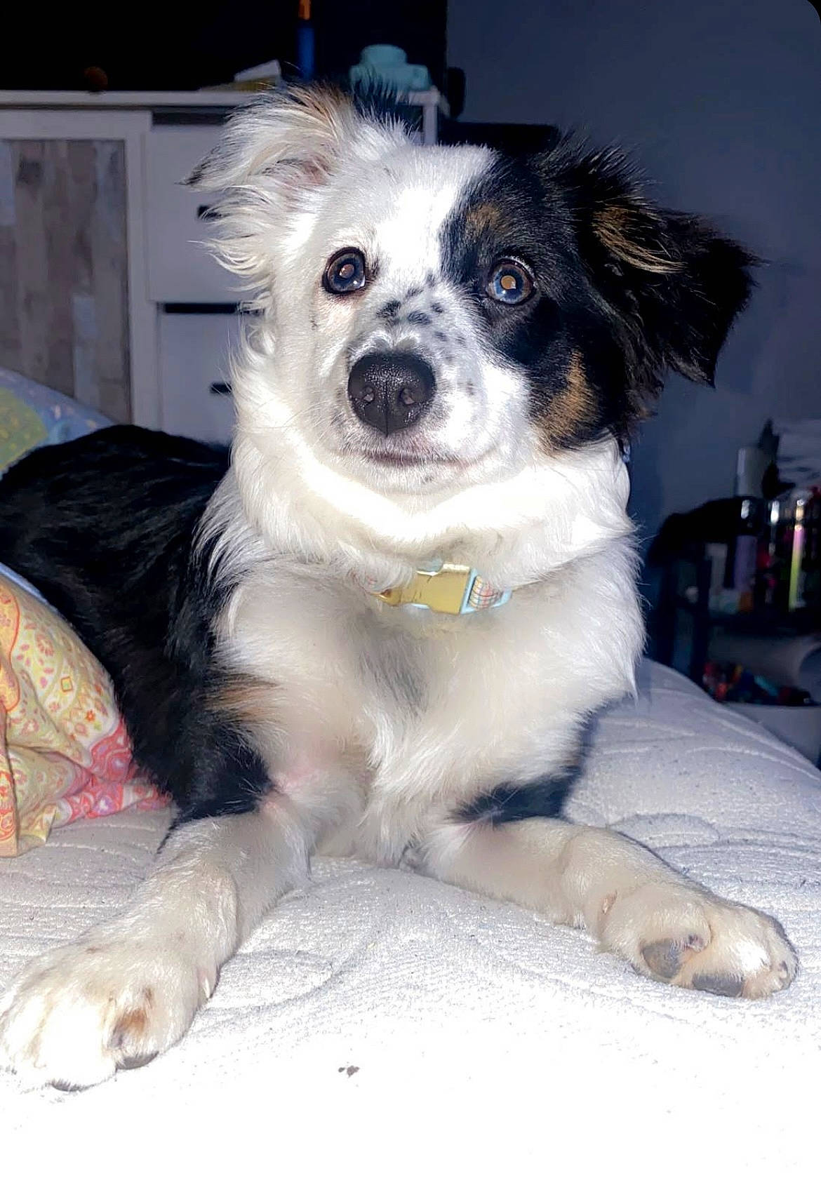 Millie joined the competition — help win amazing prizes! canidae, carnivore, companion_dog, couch, dog, dog_breed, fur, puppy, snout, sporting_group, whiskers, working_animal, working_dog