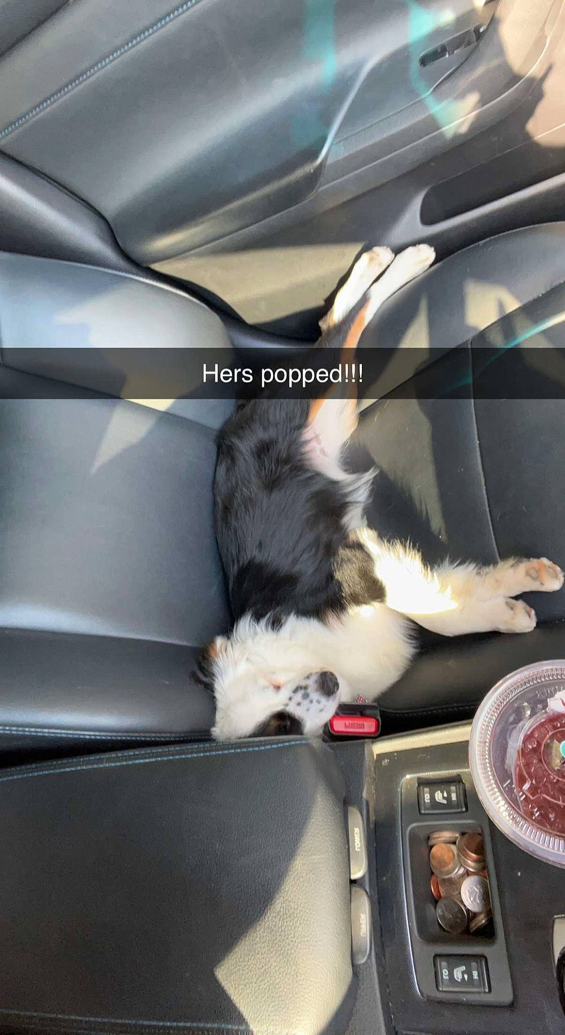 Millie joined the competition — help win amazing prizes! automotive_design, automotive_exterior, automotive_lighting, car, car_seat, car_seat_cover, carnivore, cat, comfort, felidae, fender, hood, motor_vehicle, personal_luxury_car, small_to_medium_sized_cats, trunk, vehicle, vehicle_door, whiskers, window