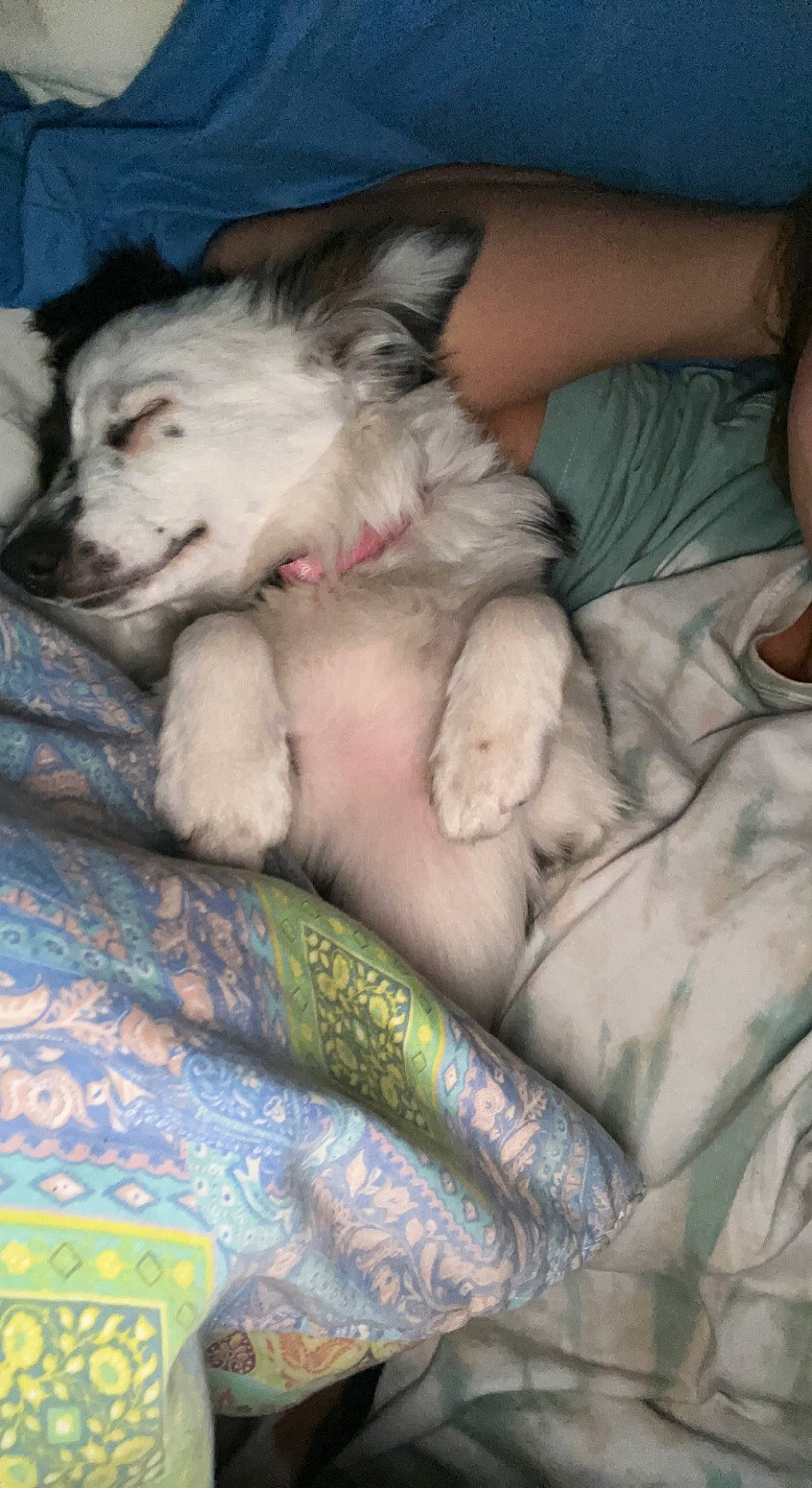 Millie is registered to the contest to win money with this photo: blanket, carnivore, comfort, companion_dog, dog, dog_breed, felidae, fur, linens, nap, non_sporting_group, paw, siberian_husky, small_to_medium_sized_cats, toy_dog, whiskers