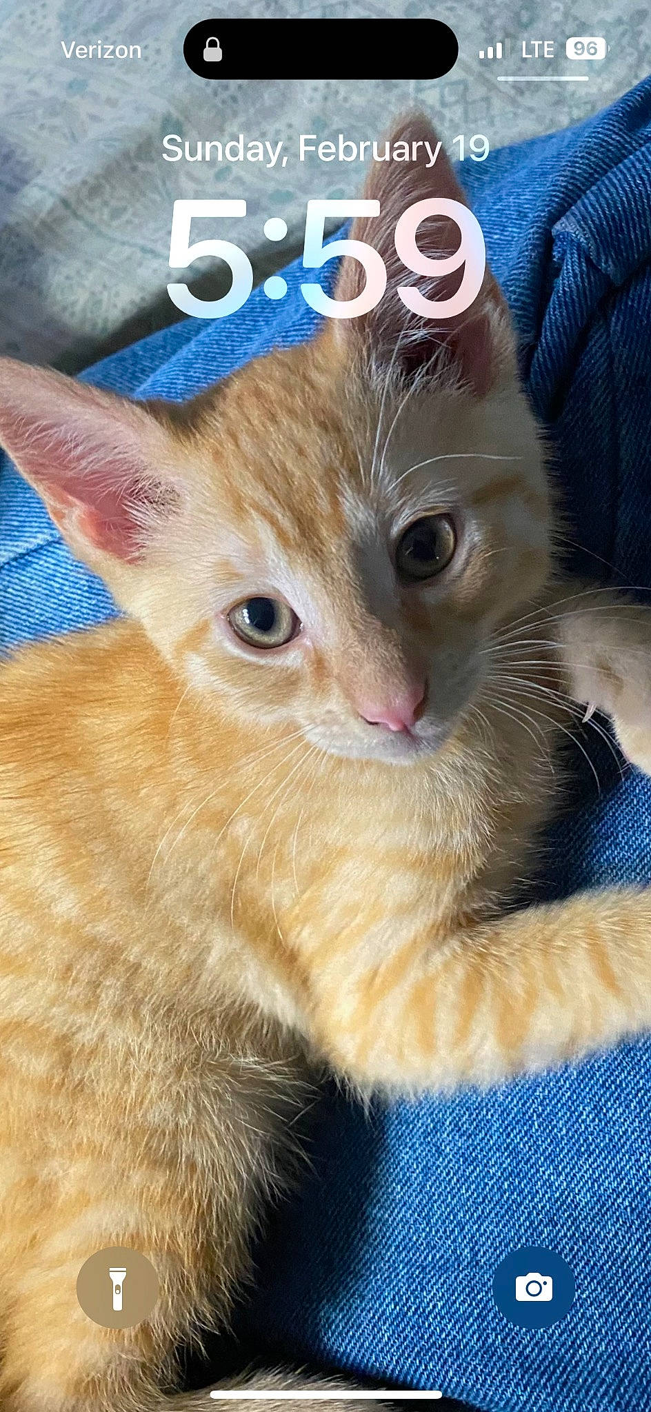 Dahlia is registered to the contest to win money with this photo: carnivore, cat, claw, close_up, domestic_short_haired_cat, fawn, felidae, fur, paw, photo_caption, small_to_medium_sized_cats, snout, tail, whiskers