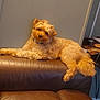 animal, brown_leather_couch, canine, companion, curious, cute, dog, domestic_animal, fluffy, furniture, head_tilt, household, indoor, living_room, pet, relaxed, resting, small_dog, tan_fur, wall