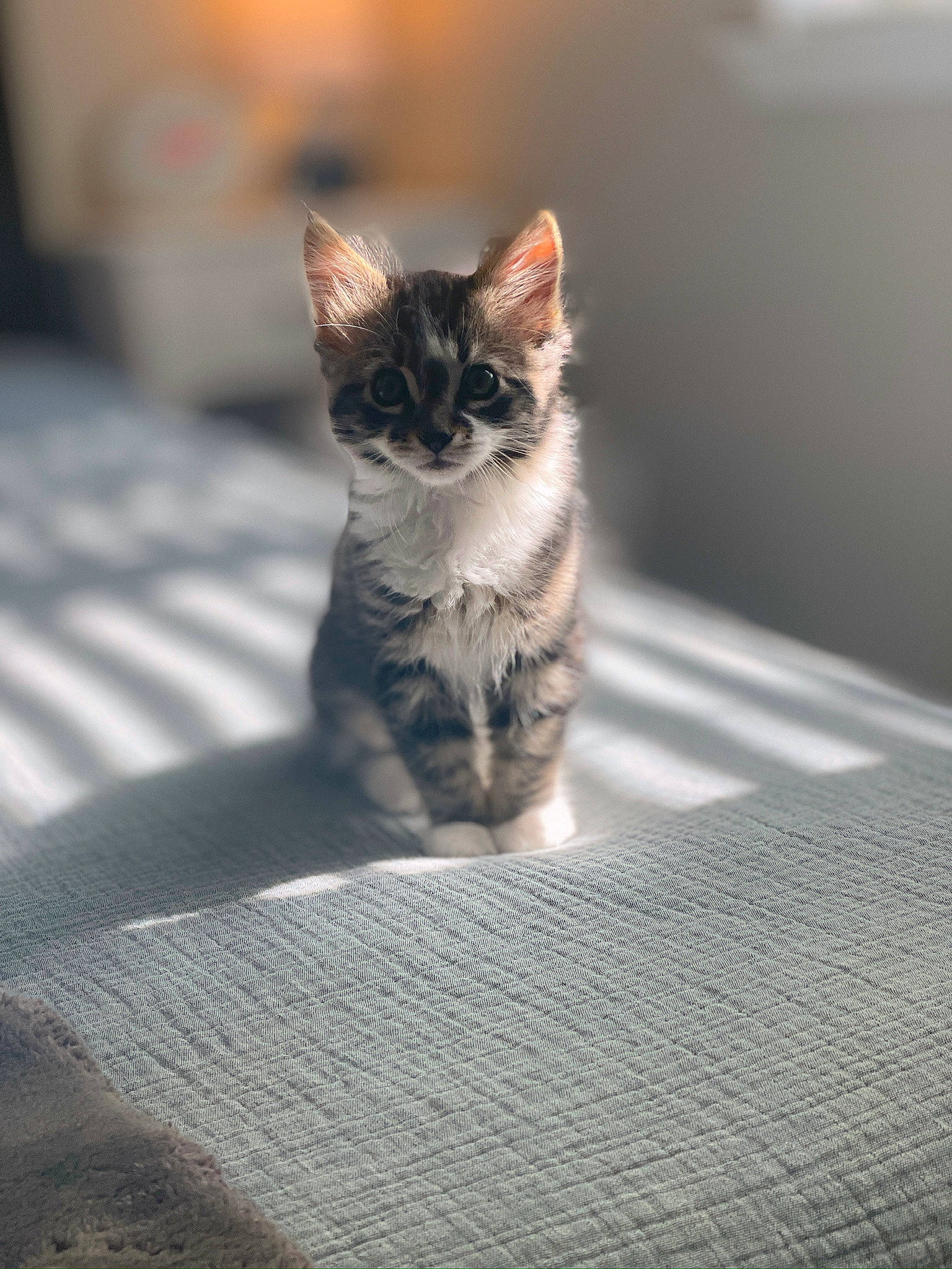 Fitz joined the competition — help win amazing prizes! carnivore, cat, darkness, domestic_short_haired_cat, felidae, flooring, fur, grey, metal, monochrome_photography, paw, shadow, sitting, small_to_medium_sized_cats, snout, tail, terrestrial_animal, whiskers, wildlife, wood