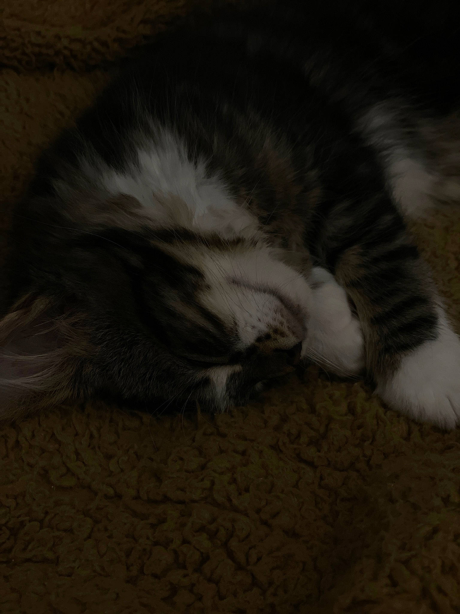 Fitz joined the competition — help win amazing prizes! carnivore, cat, claw, comfort, domestic_short_haired_cat, felidae, flooring, fur, grey, hardwood, nap, paw, sleep, small_to_medium_sized_cats, snout, tail, terrestrial_animal, whiskers, wildlife, wood