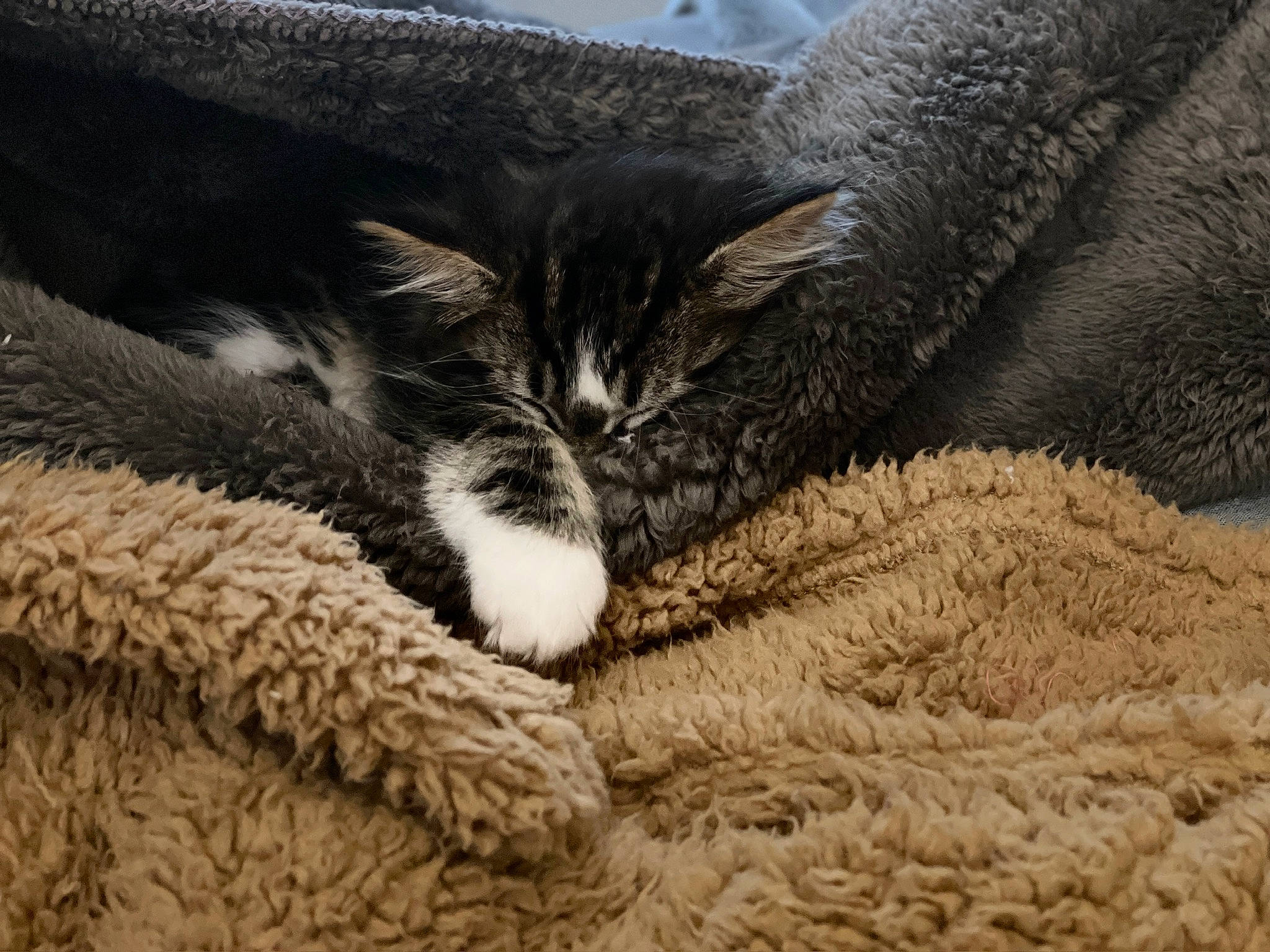 Fitz joined the competition — help win amazing prizes! carnivore, cat, claw, comfort, domestic_short_haired_cat, felidae, fur, grey, linens, nap, paw, sleep, small_to_medium_sized_cats, snout, tail, terrestrial_animal, textile, whiskers, wood, wool