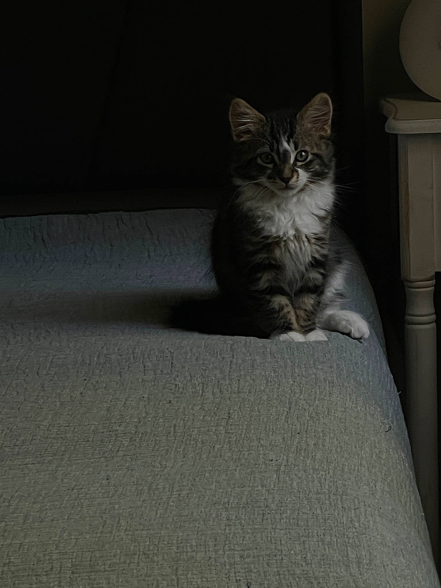 Fitz is registered to the contest to win money with this photo: carnivore, cat, comfort, darkness, domestic_short_haired_cat, felidae, flooring, fur, grey, hardwood, monochrome_photography, paw, road_surface, sitting, small_to_medium_sized_cats, snout, tail, whiskers, window, wood