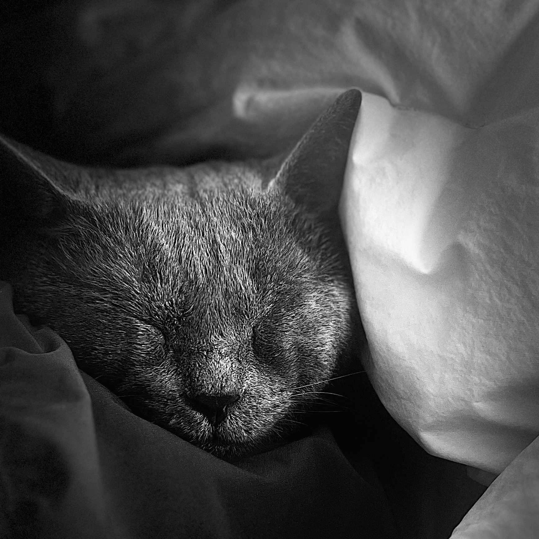 Reishi is registered to the contest to win money with this photo: abyssinian, animal, baby, bed, blackcat, blanket, cat, computer, cushion, furniture, homedecor, kitten, linen, manx, person, pet, quilt, siamese, sleeping, snout