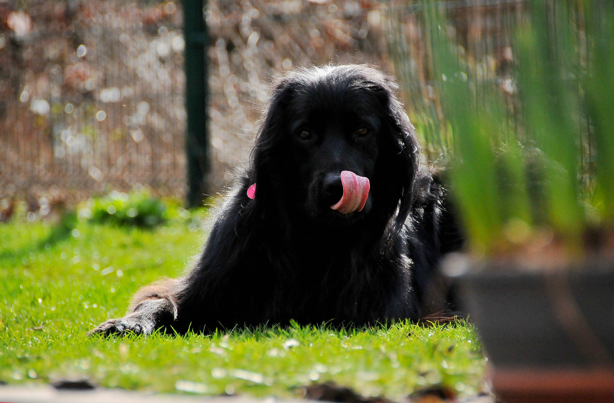 Orion a rejoint le concours — aidez-le/la à gagner de superbes lots ! canidae, carnivore, companion_dog, dog, dog_breed, flat_coated_retriever, hovawart, mammal, newfoundland, rare_breed_dog, spaniel, sporting_group, vertebrate