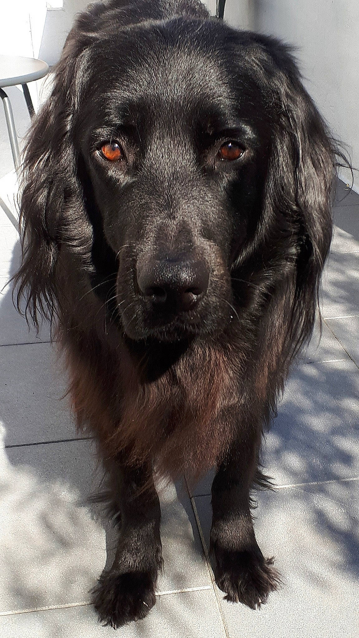 Orion participe au concours pour gagner de l'argent avec cette photo : beagador, blue_picardy_spaniel, boykin_spaniel, canidae, carnivore, companion_dog, dog, dog_breed, flat_coated_retriever, german_longhaired_pointer, german_spaniel, hunting_dog, mammal, picardy_spaniel, rare_breed_dog, retriever, snout, spaniel, sporting_group, vertebrate