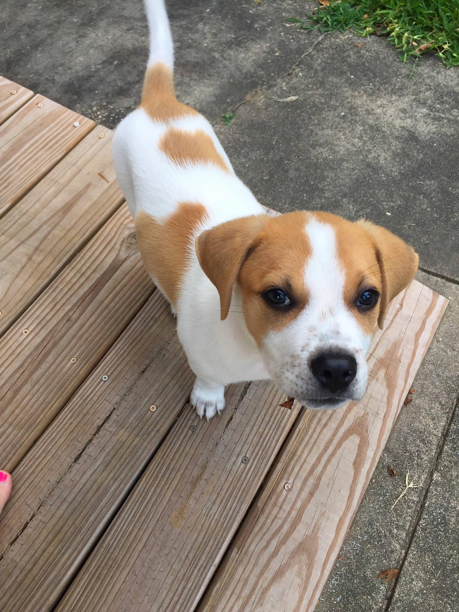 Gusgus is registered to the contest to win money with this photo: carnivore, collar, companion_dog, dog, dog_breed, dog_supply, fawn, flooring, hardwood, hound, irishjacks, plank, plant, puppy, tail, terrestrial_animal, whiskers, wood, wood_flooring, working_animal