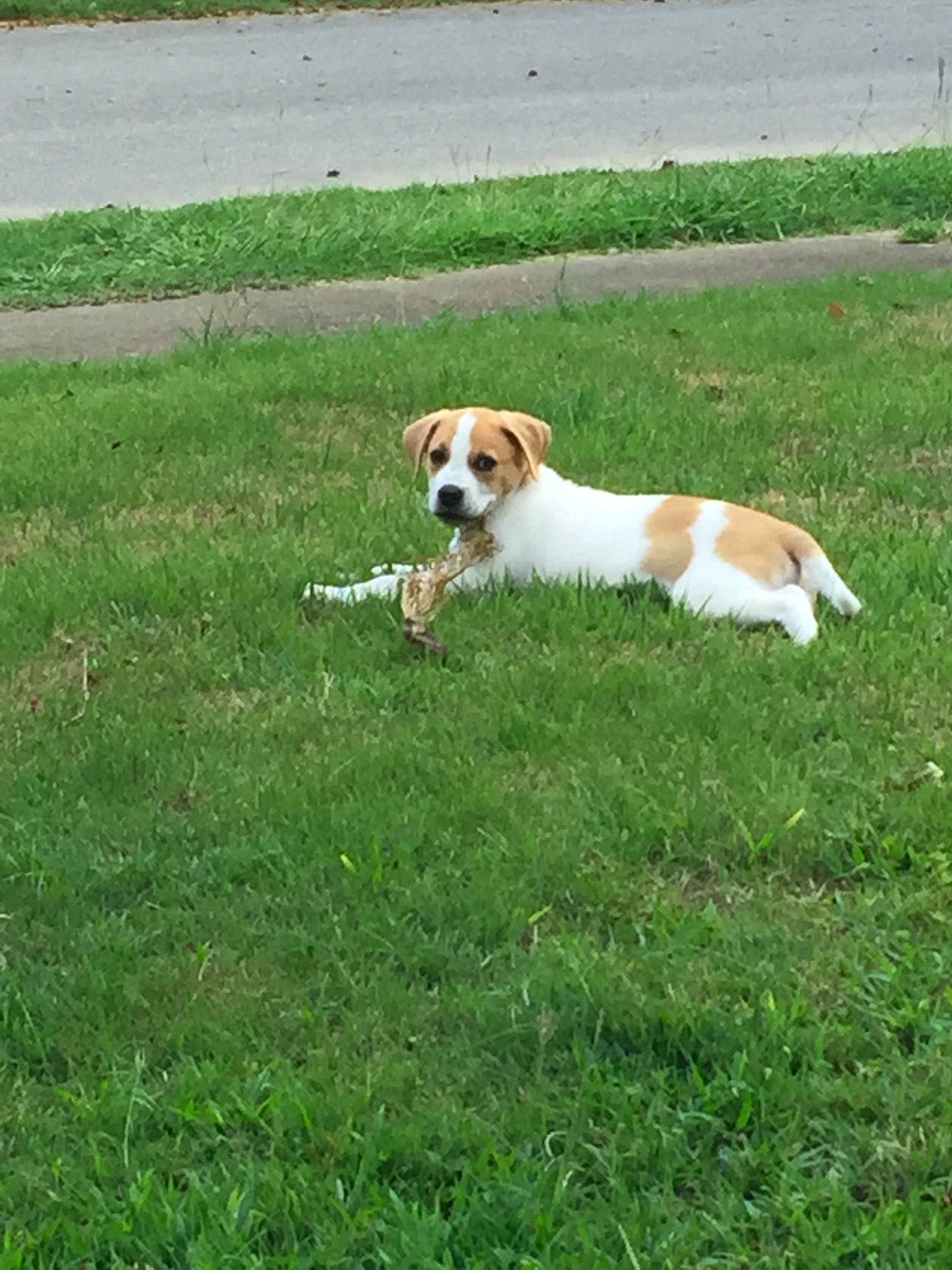 Gusgus joined the competition — help win amazing prizes! ancient_dog_breeds, beagle, carnivore, companion_dog, dog, dog_breed, grass, grassland, hound, hunting_dog, landscape, non_sporting_group, plant, puppy, scent_hound, sporting_group, tail, terrestrial_animal, terrier, working_dog