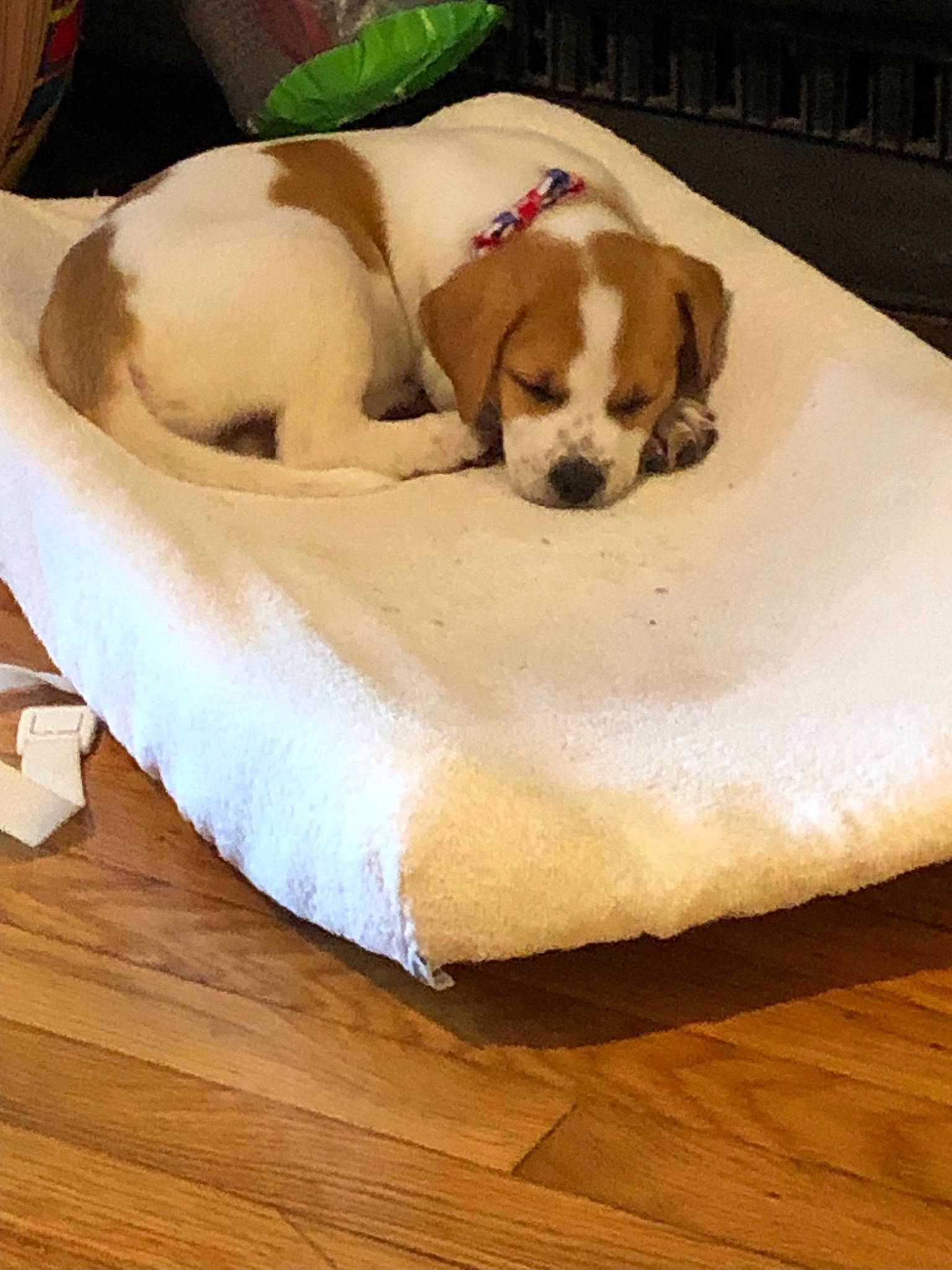 Gusgus is registered to the contest to win money with this photo: beaglier, bedding, canidae, carnivore, comfort, companion_dog, dog, dog_breed, dog_supply, fawn, flooring, fur, hardwood, linens, nap, pet_supply, sporting_group, wood, wood_flooring, working_animal