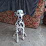 animal, architecture, building, canine, clothing, couch, dalmatian, dog, face, footwear, furniture, head, homedecor, indoors, livingroom, person, pet, puppy, room, shoe